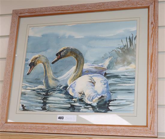 20th century British School, watercolour, Study of swans, 36 x 46cm